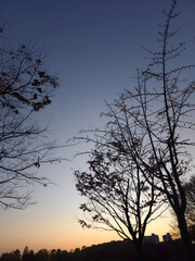 Tree silhouettes with wide sunset sky and distant landscape in a serene minimal background