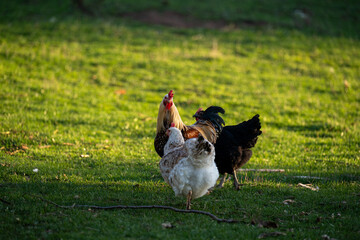Free-range chickens and a rooster walk across a green meadow in warm golden light. The painting conveys a peaceful rural atmosphere, depicting natural farm life and the behavior of poultry outdoors.