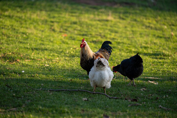 Free-range chickens and a rooster walk across a green meadow in warm golden light. The painting conveys a peaceful rural atmosphere, depicting natural farm life and the behavior of poultry outdoors.