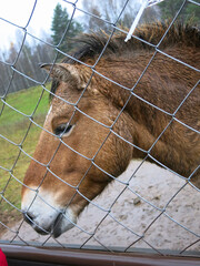 Przewalski's horse at the feeder in the aviary
