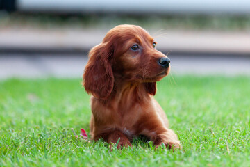 Red irish setter dog in field