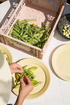 Hands Shelling Fresh Green Peas from a Crate into a Plate Outdoors
