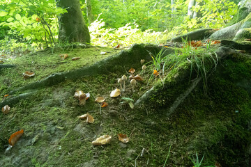 tree roots in forest with sunshine and mushrooms