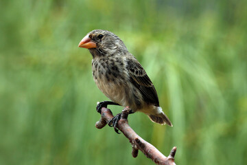 Mangrove finch