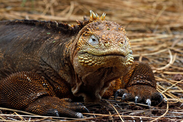 galapagos land iguana