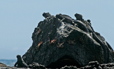 Marine iguanas