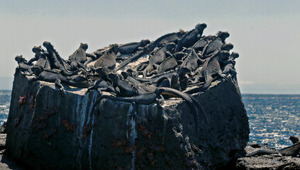 Marine iguanas