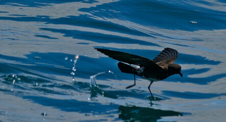 Black-bellied Storm-Petrel
