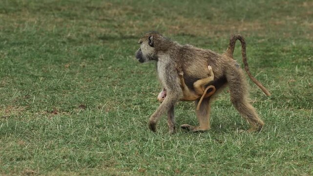 Baboon with baby in Africa 