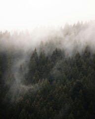 mist in the forest
