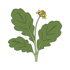 mustard greens vector illustration