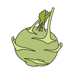 kohlrabi vegetable vector illustration