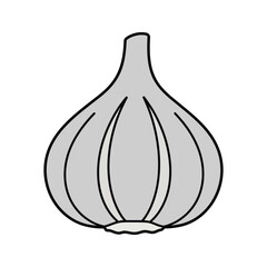 garlic clove vector illustration