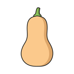 Butternut squash vegetable vector illustration
