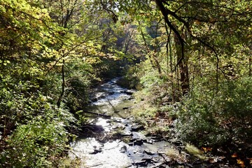 Obraz premium The stream in the forest on a sunny day.