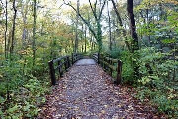 A view in front of the bridge in the forest.