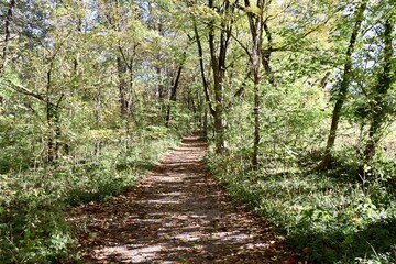 The long trail in the forest on a sunny day.