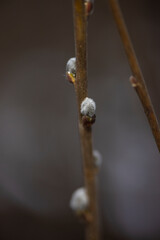 buds bloomed on a tree branch in spring