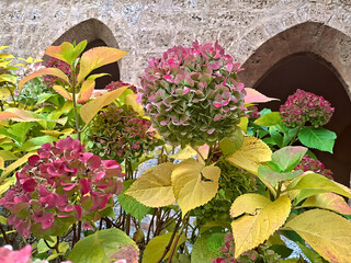 colorful bush of slightly faded hydrangeas