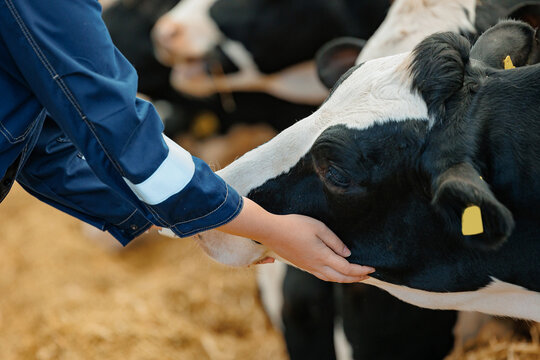 Farm worker hugging cow as sign of concern for animal health care. Concept agriculture cattle livestock farming industry.