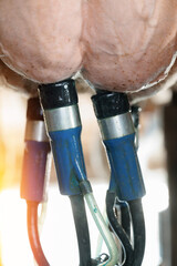 Close-up of automated milking machine attached to cow's udder in dairy farm