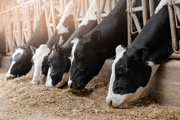 Cows holstein eating hay in cowshed on dairy farm with sunlight in barn. Banner modern meat and milk production or livestock industry