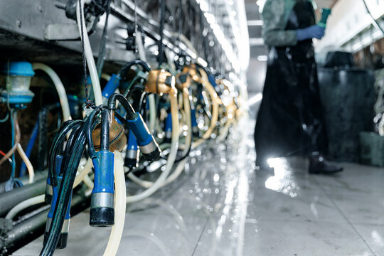 Automated dairy farm with vacuum milking machines and human worker in protective gear