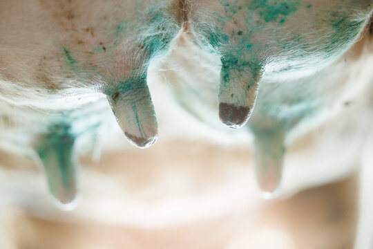 Closeup iodine brilliant green on cow udder for disinfection and health care vs mastitis.