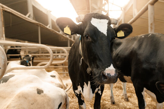 Portrait Holstein cows in modern dairy farm barn environment with sunlit roof
