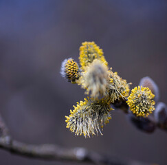 buds bloomed on a tree branch in spring
