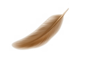Realistic brown feather floating in air, soft and fluffy plumage of a bird on a transparent background