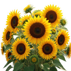 A vibrant bouquet of bright yellow sunflowers with dark centers showcasing their natural beauty and cheerful disposition isolated on transparent background
