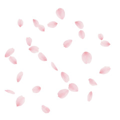 Scattered light pink cherry blossom petals floating gently in the air isolated on transparent background