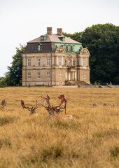 Eremitage slottet (castle) with deer in foreground with shedding bast, Denmark
