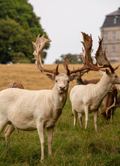 Eremitage slottet (castle) with deer in foreground with shedding bast, Denmark