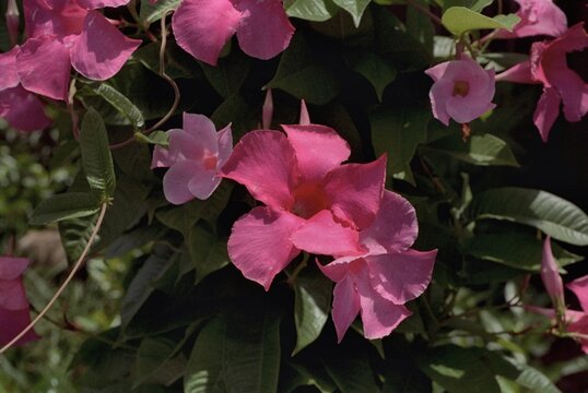 Mandevilla splendens - Pink Allamanda, Mandevilla Vine
in Bloom