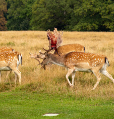 Deer with shedding bast, Denmark