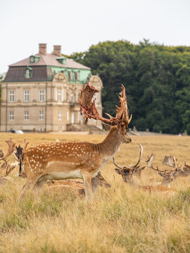 Eremitage slottet (castle) with deer in foreground with shedding bast, Denmark