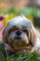 shih tzu dog sits on the road in a park in summer 