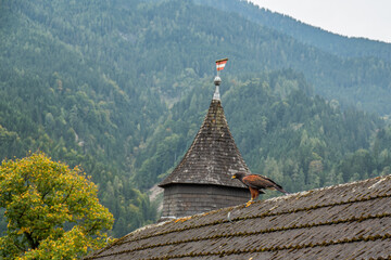 Falcon on rooftop at Hohenwerfen Castle with alpine backdrop
