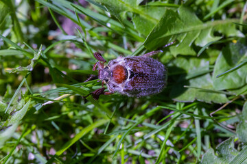 Fototapeta premium A May beetle sits on the green grass