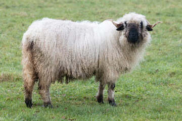 A white sheep with a black beak, nose and ears. Walliser schwarznase. Black nose sheep. Seen from the side and looks straight into the camera. Close-up.