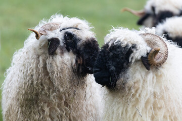 Portrait of two black nose sheep, nose to nose. Touching. Close-up and side view.  Walliser...
