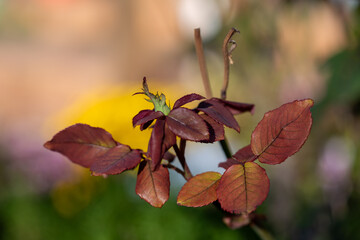 An incredible photo of a rose bud covered in green leaves, with beautiful red leaves on the branch. The background is blurred due to the large aperture of the camera.