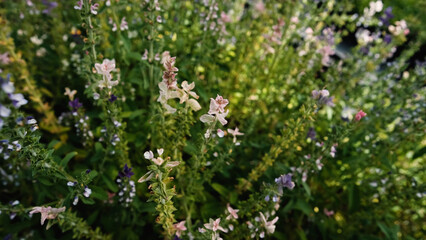 Salvia horminum with tall, branched stems and multicolored flowers, growing in a Siberian plant nursery. This vibrant sage from the mint family thrives in dry soils and full sun.