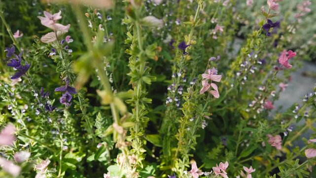 Salvia horminum with tall, branched stems and multicolored flowers, growing in a Siberian plant nursery. This vibrant sage from the mint family thrives in dry soils and full sun.