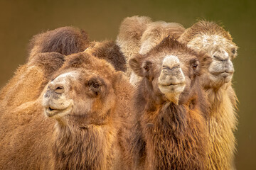 Three Brown Camels Close-up Portrait, Shaggy Desert Animals Group Looking Forward