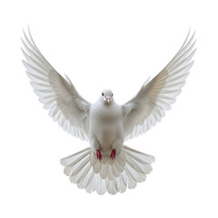 Fototapeta premium Graceful White Dove in Flight with Wings Spread Wide