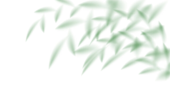 Plant leaves bamboo shadow bg, light summer transparent effect. Palm tree vector shade, branch png texture. Sunlight on wall cast abstract folliage effect. Tropic silhouette pattern, realistic gobo