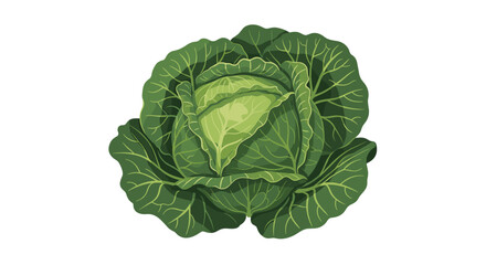 Fototapeta premium Fresh, crisp green cabbage head with detailed leafy textures, an illustration of a healthy vegetable isolated on a clean white background.